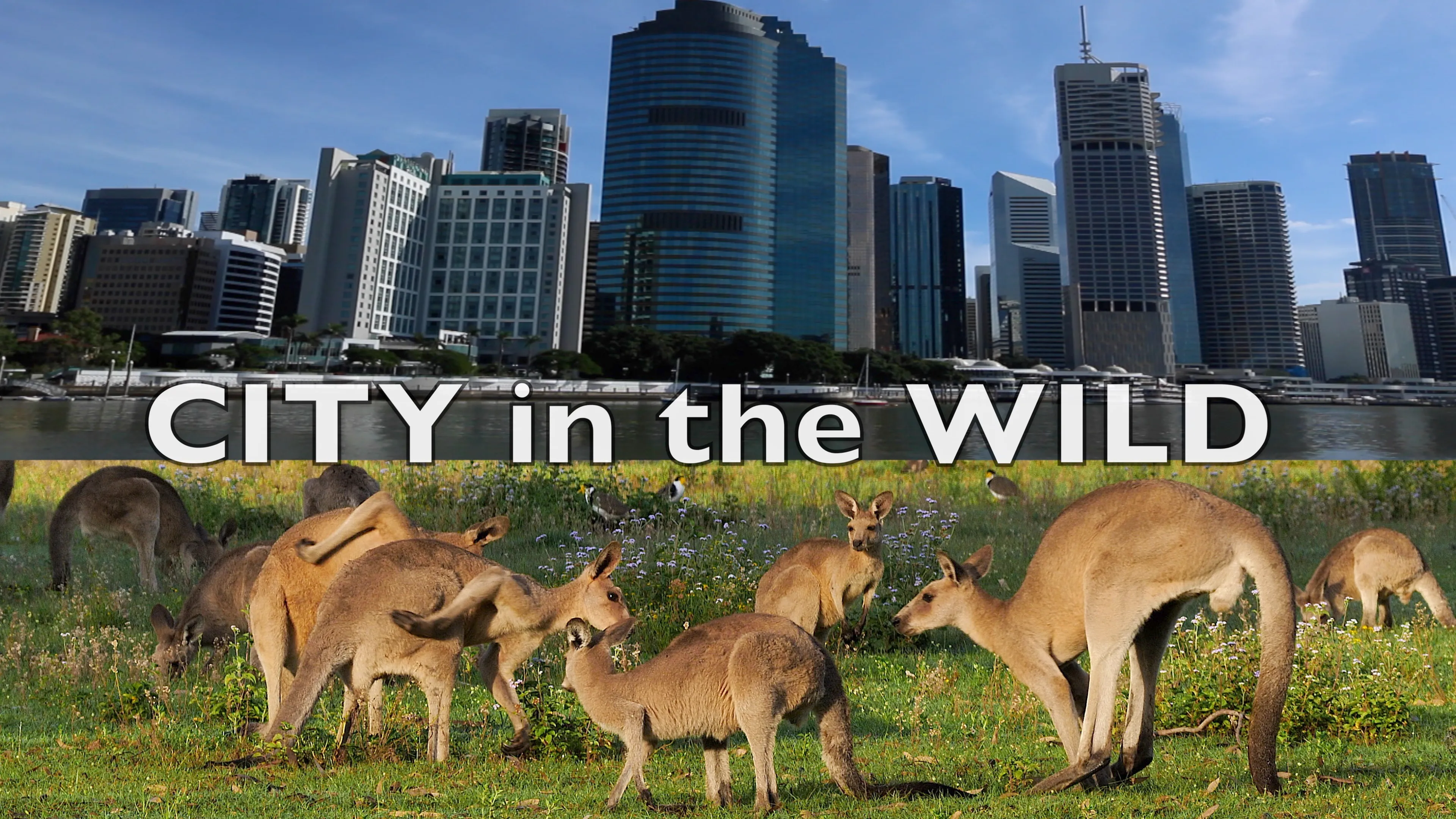 City In The Wild poster